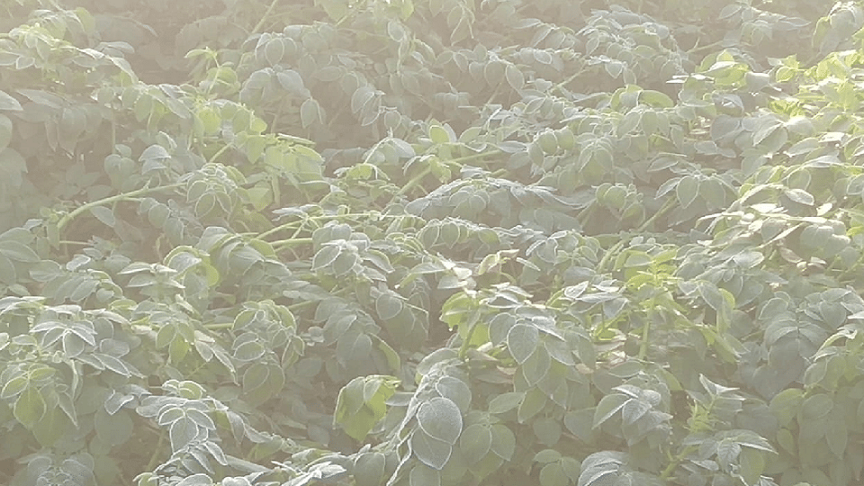 frost on potato Gram mustard pigeon pea and green vegetables crop