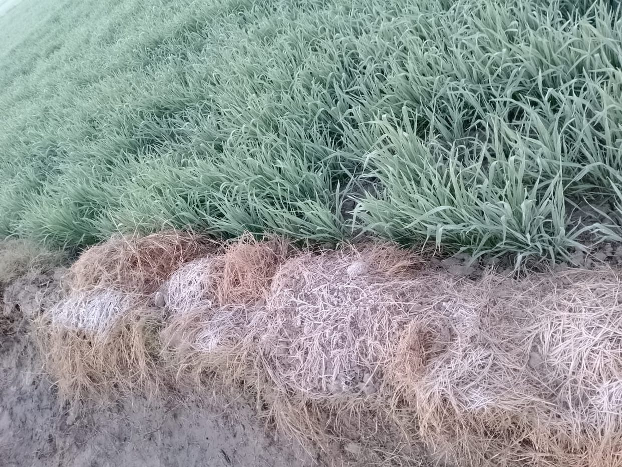 The sheet of frost spread on the crops in the fields