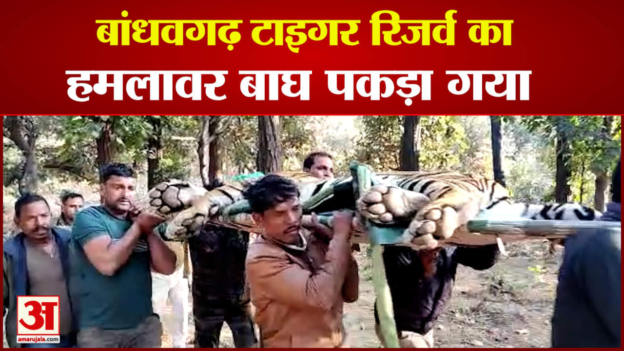 हमलावर बाघ पकड़ा गया