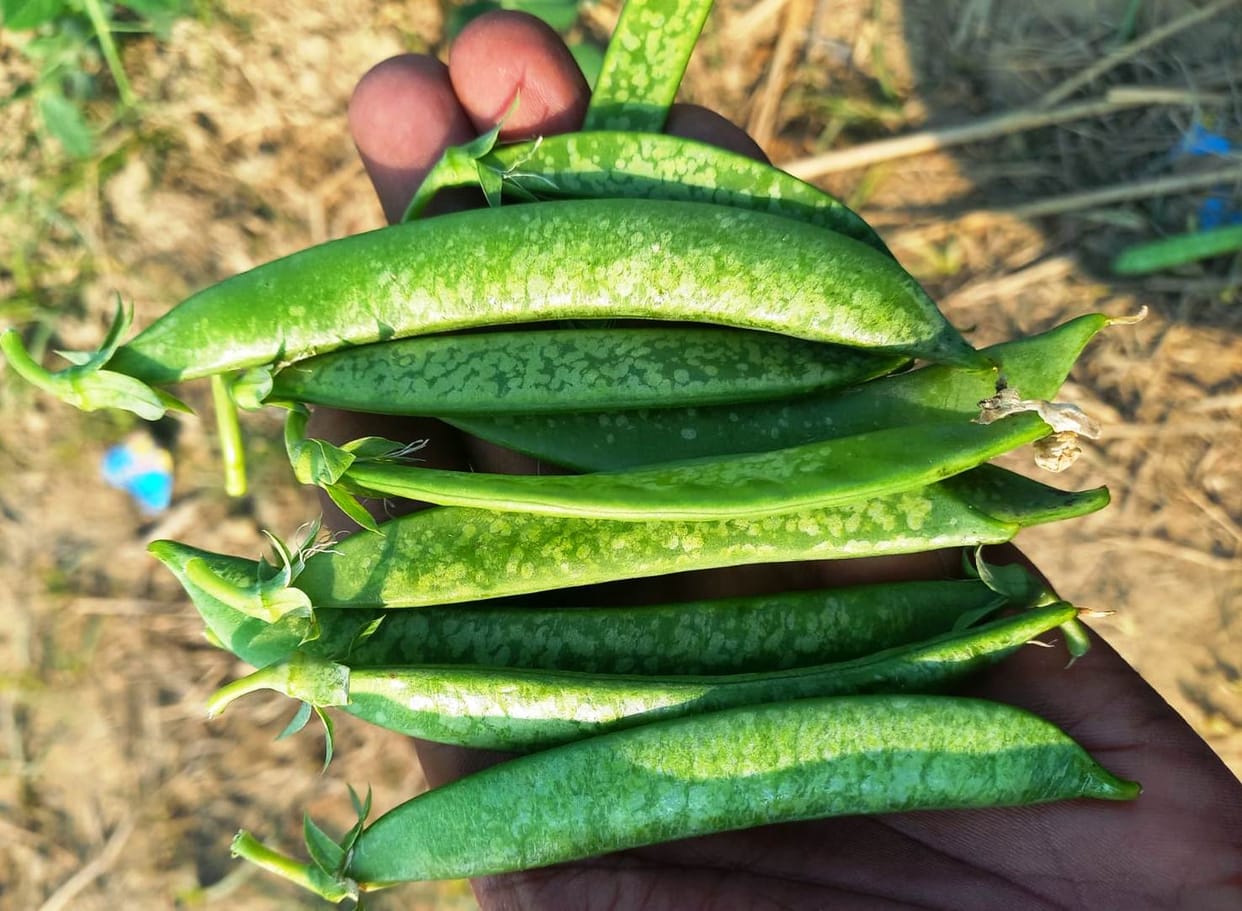 kasganj winter crop damaged by cold
