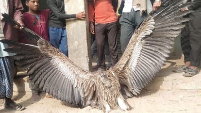 कौशांबी में मिला दुर्लभ प्रजाति का हिमालयन गिद्ध।