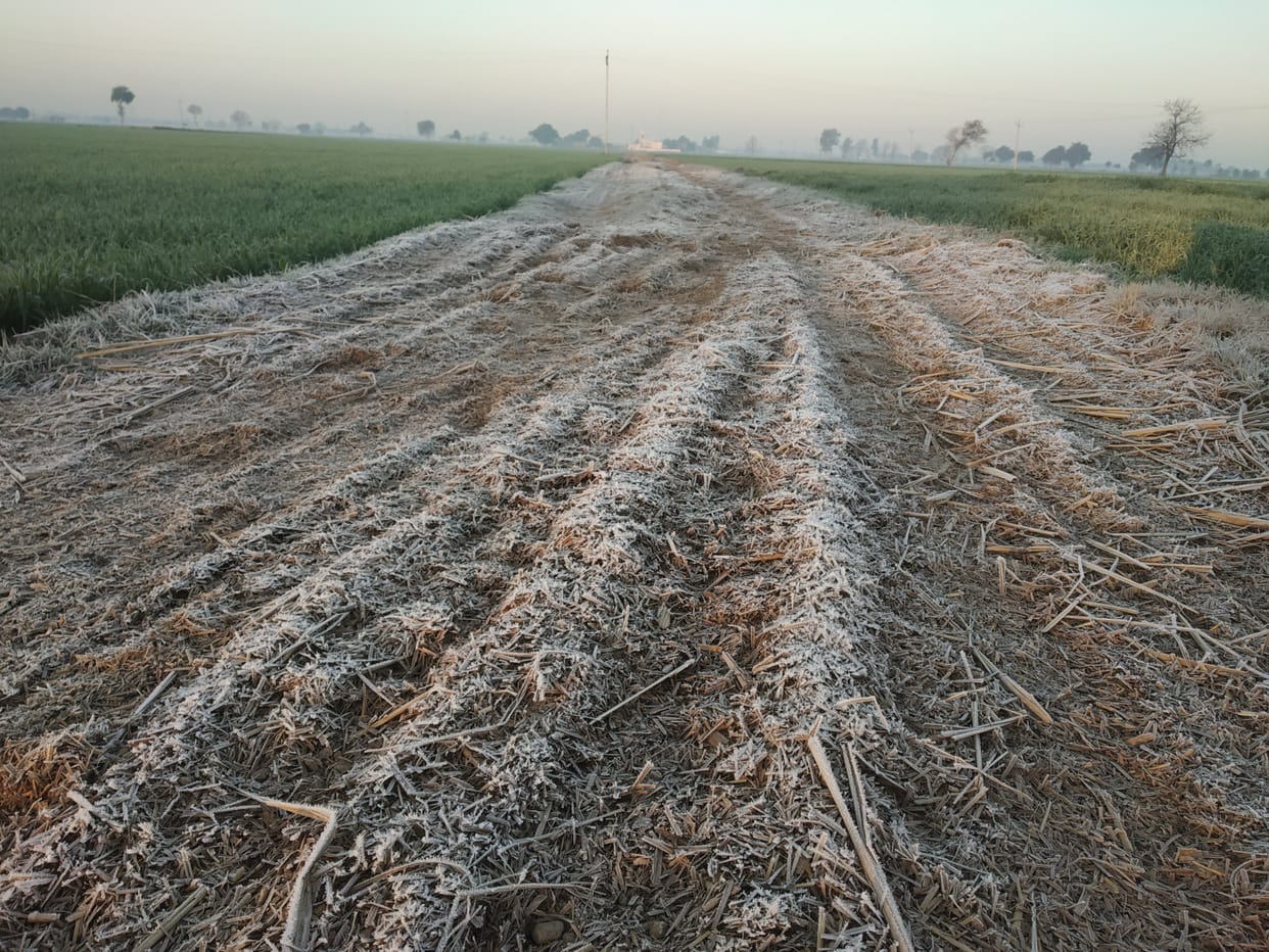 Frost continues to chill, minimum temperature reaches 1.5 degrees
