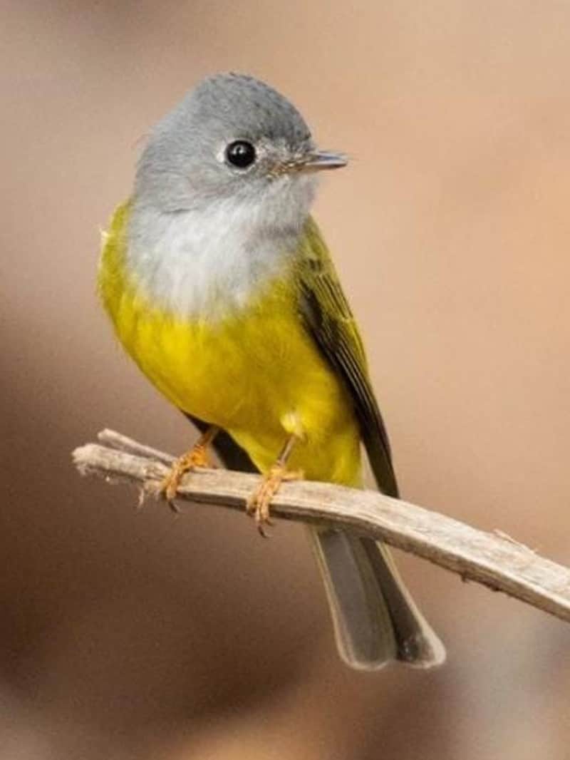 नौरादेही अभयारण्य