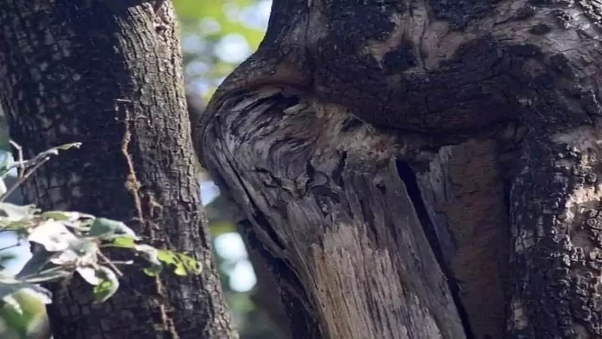 Optical illusion: Spot the owl in the forest in 6 seconds! brain teaser picture puzzle