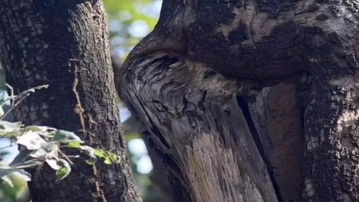 Optical illusion: Spot the owl in the forest in 6 seconds! brain teaser picture puzzle