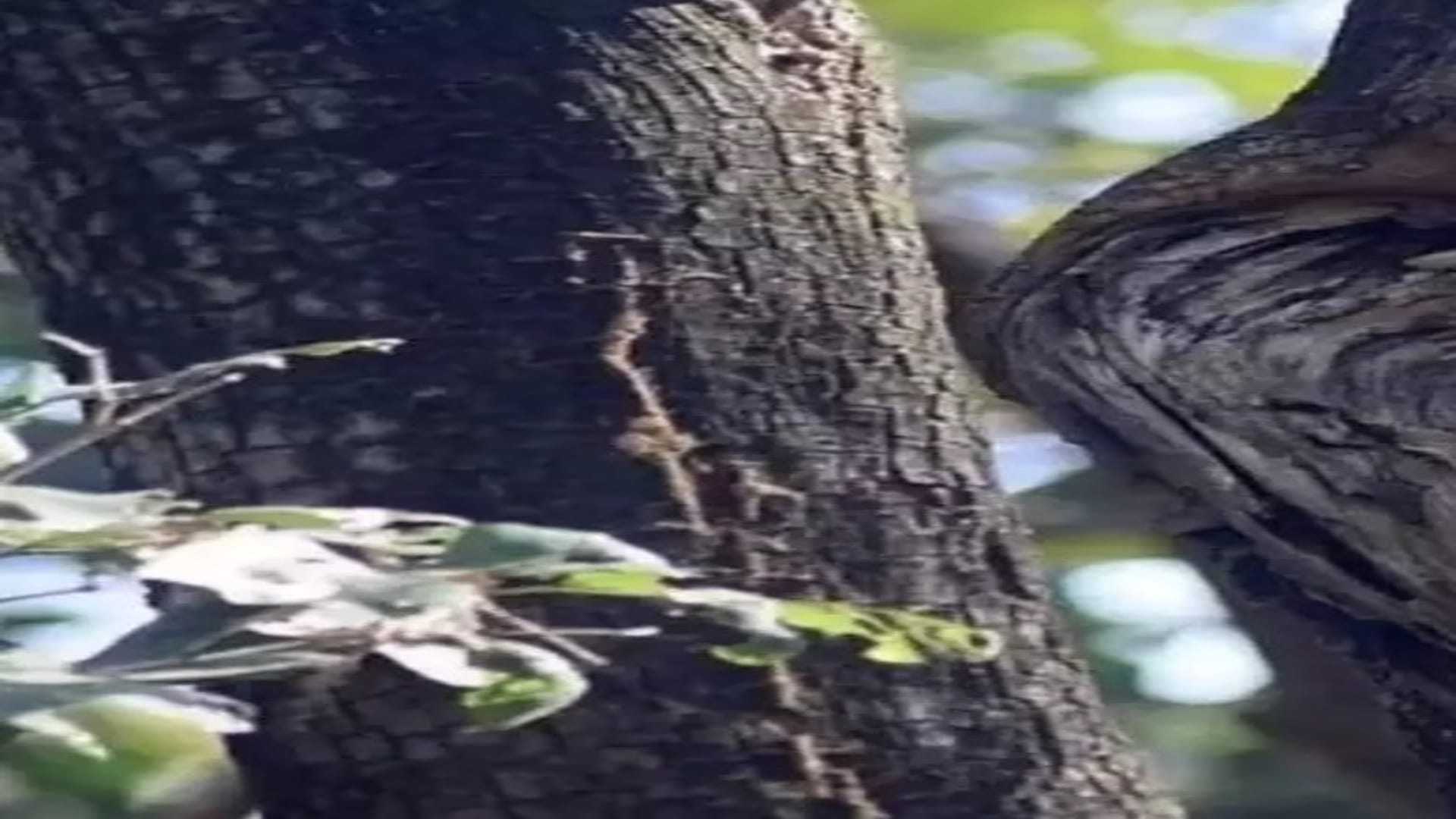 Optical illusion: Spot the owl in the forest in 6 seconds! brain teaser picture puzzle