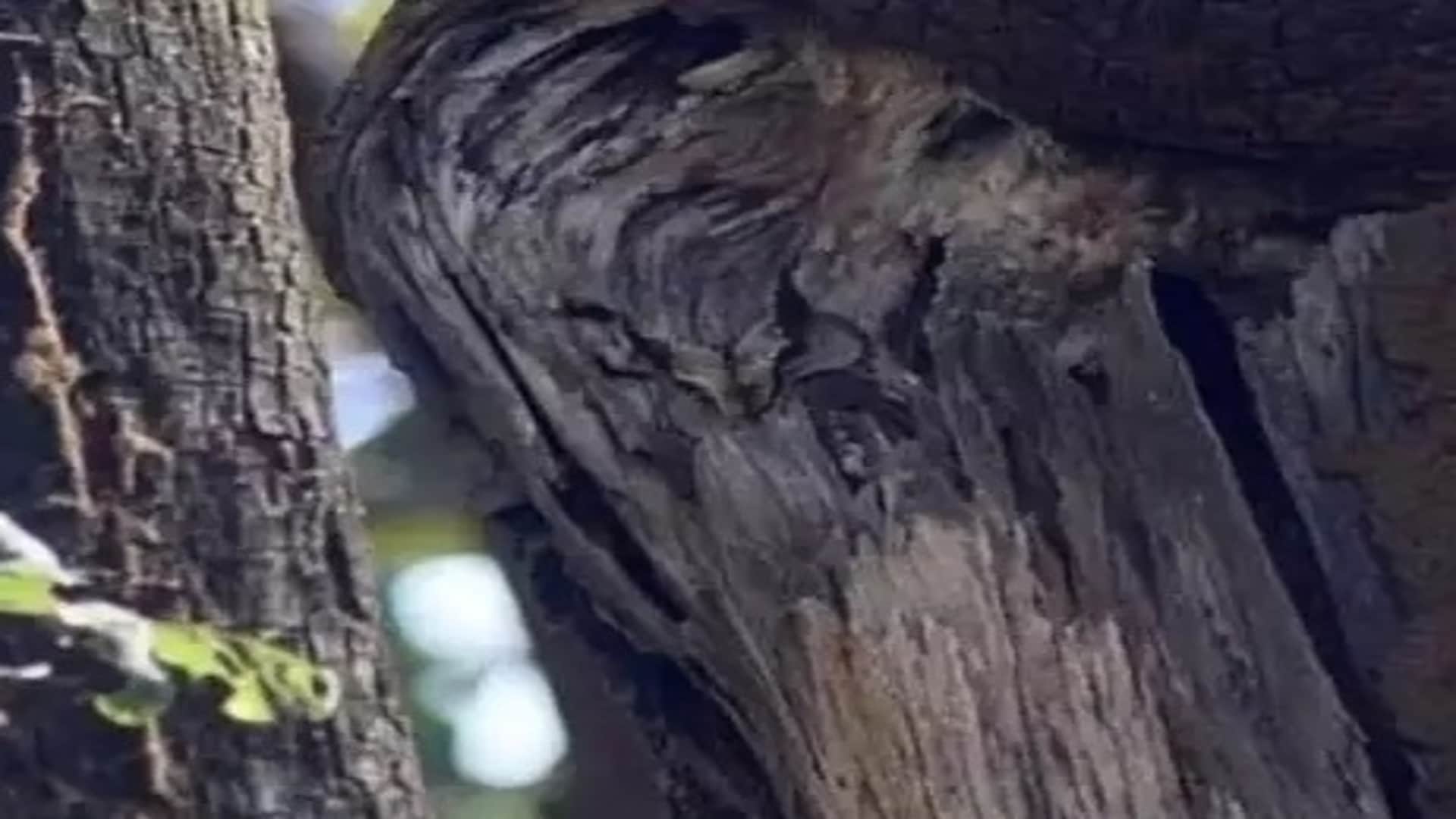 Optical illusion: Spot the owl in the forest in 6 seconds! brain teaser picture puzzle