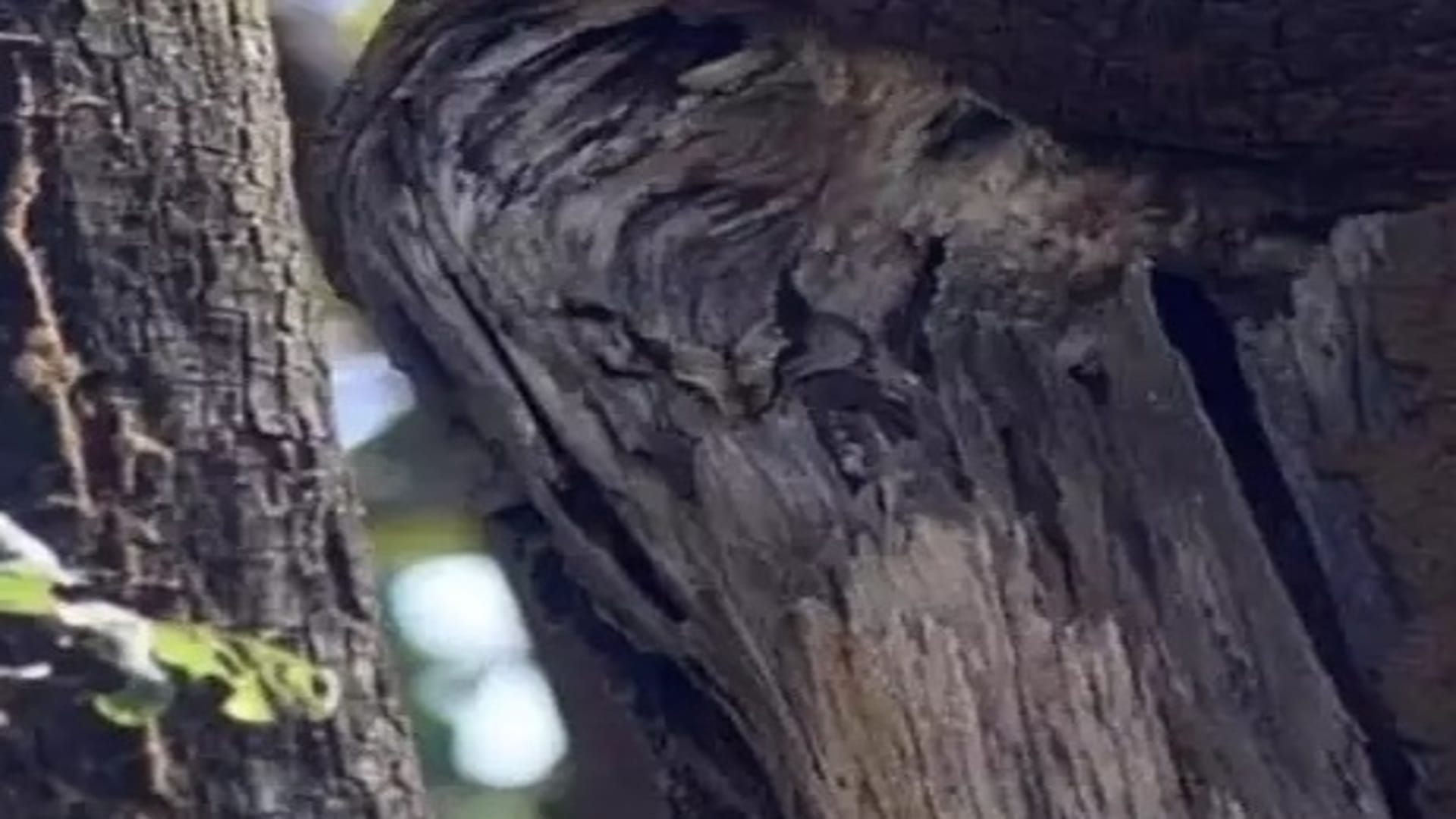 Optical illusion: Spot the owl in the forest in 6 seconds! brain teaser picture puzzle