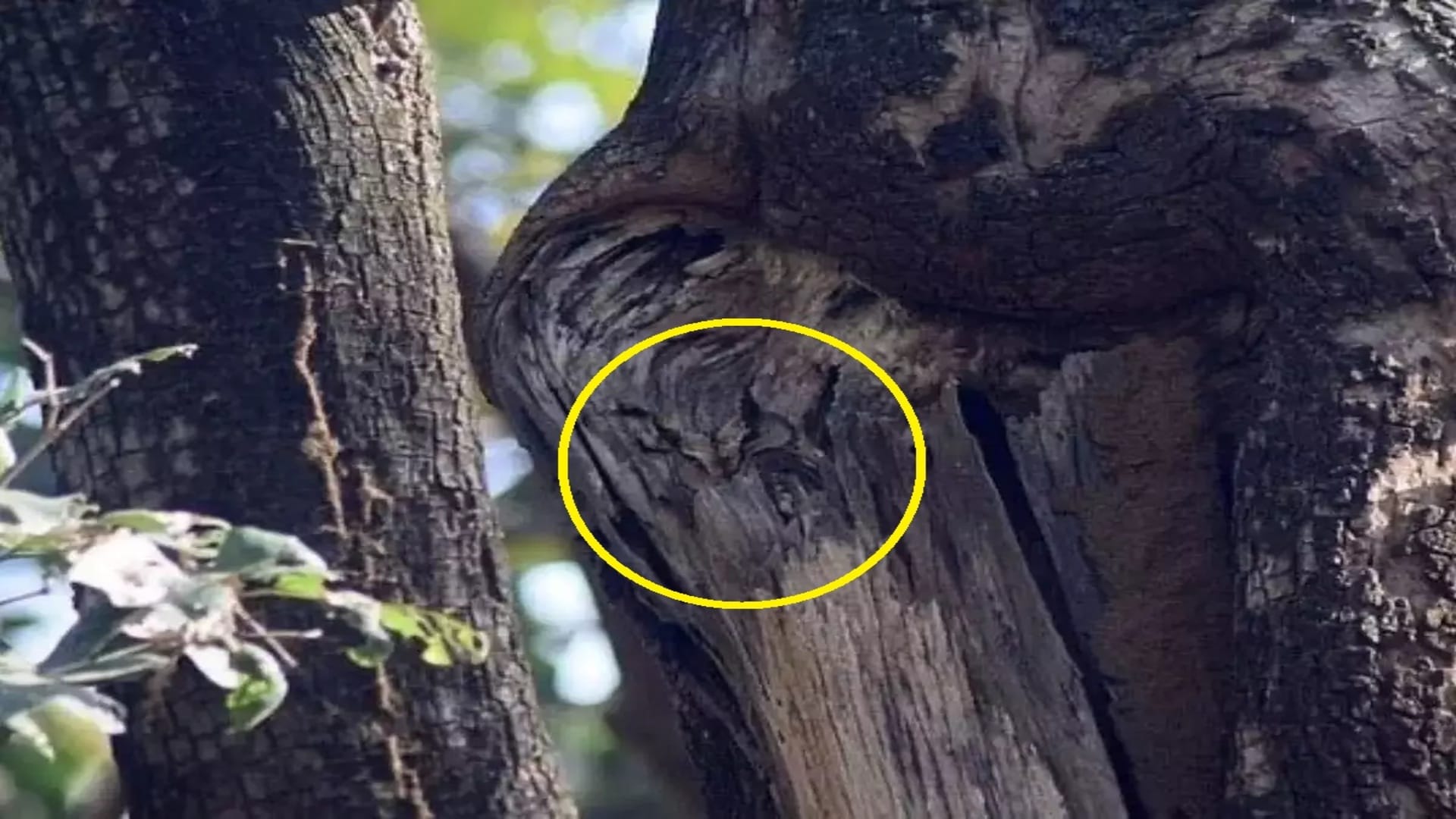 Optical illusion: Spot the owl in the forest in 6 seconds! brain teaser picture puzzle