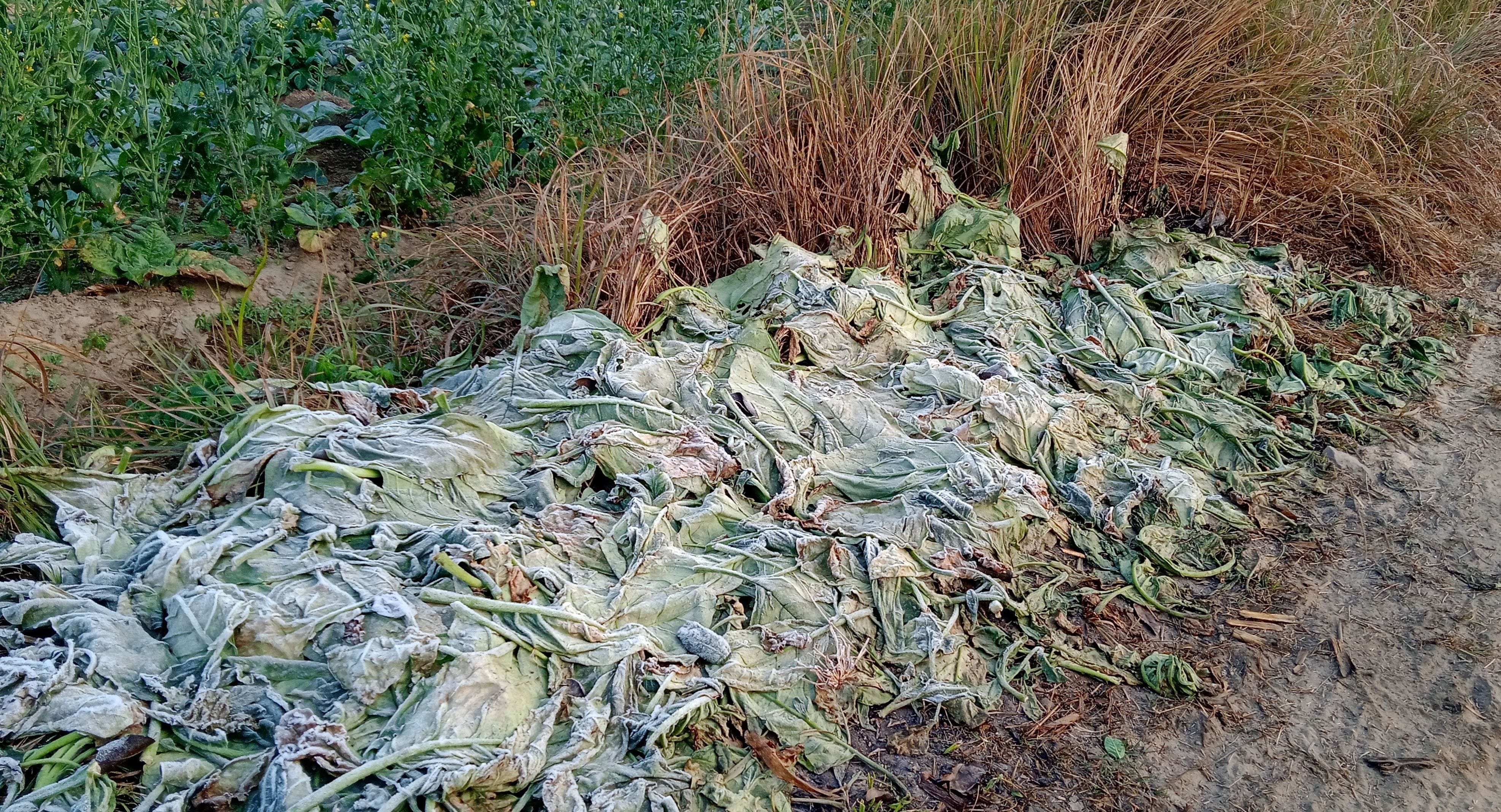 Damage to vegetable crops due to frost