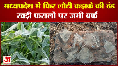 evere cold returns again in Madhya Pradesh frozen dew on standing crop in fields