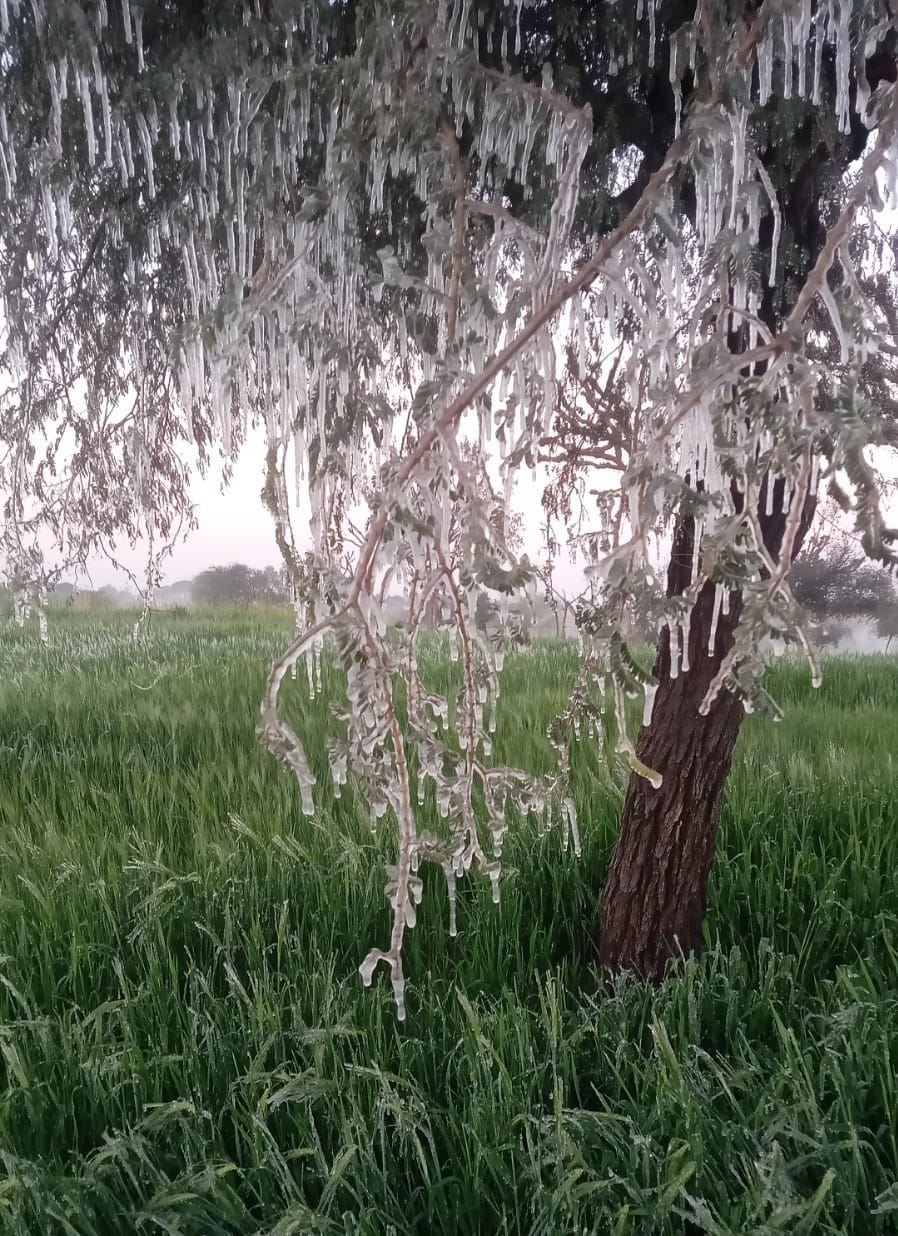 Temperature reached 1 degree, layer of frost on crops