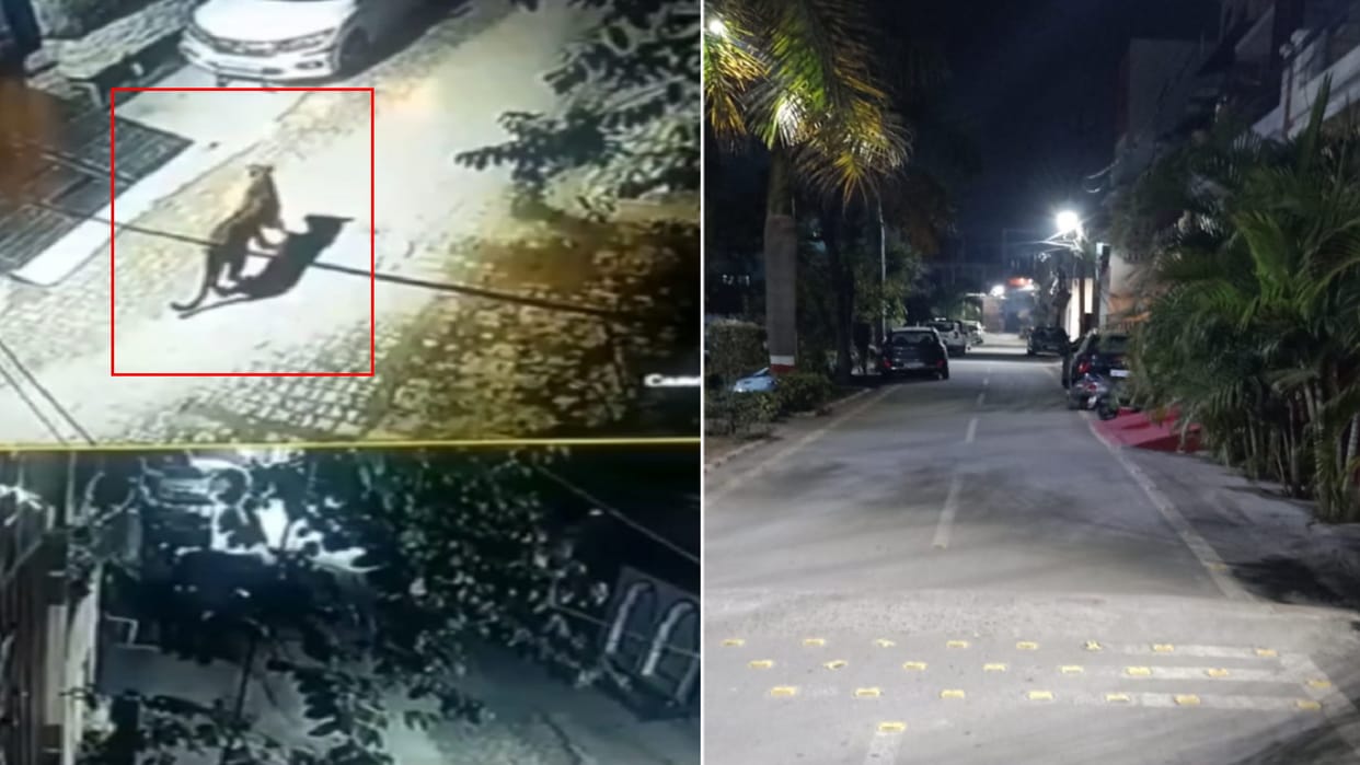 Meerut people scared of Leopard: Security increased in many colonies, team of experts engaged in search