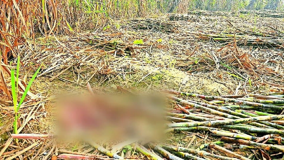 reason behind the bareilly triple murder over Katri land