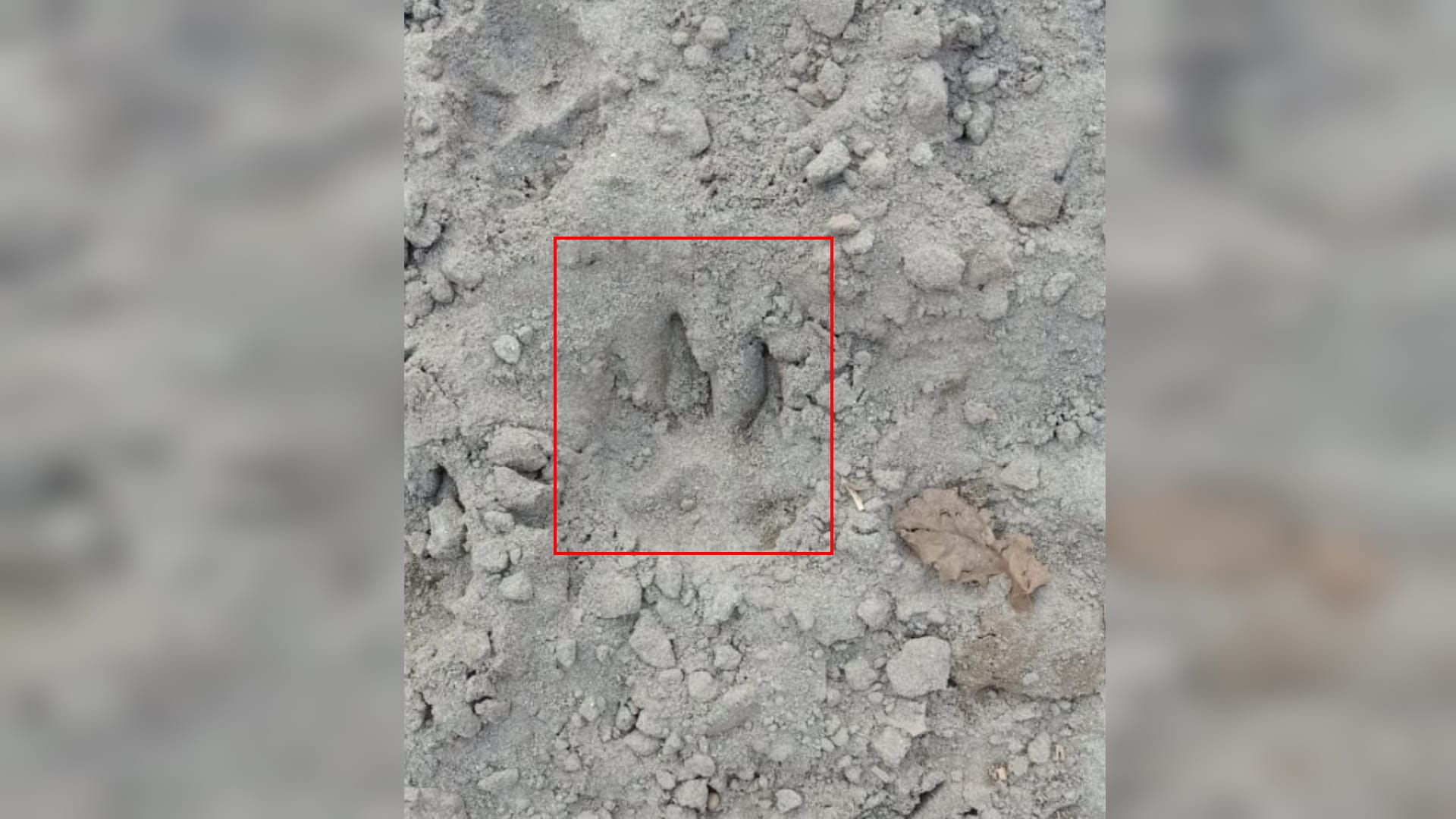 Meerut people scared of Leopard: Security increased in many colonies, team of experts engaged in search