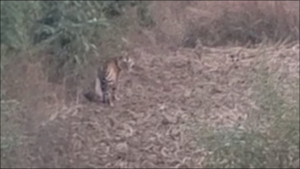 Tiger spotted in residential area in shahdol mp forest department and police on spot