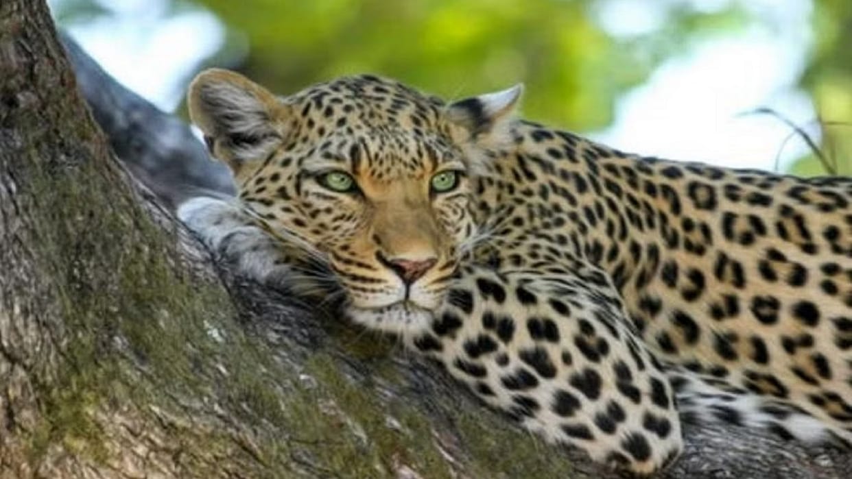 wildlife in chhattisgarh; leopard killed young man in mcb district