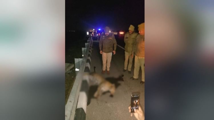 Meerut News : Leopard died in road accident on Delhi-Meerut Expressway