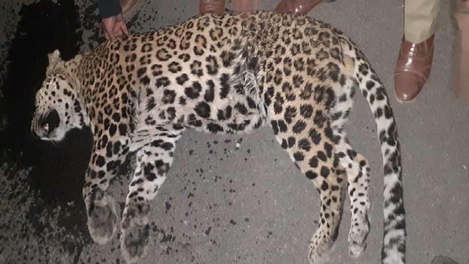 Ghaziabad Leopard killed in collision with unknown vehicle on Delhi-Meerut Expressway