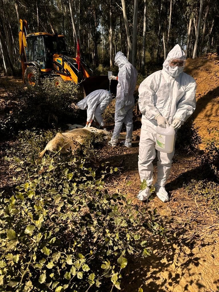 Four horses suffering from Glander were killed