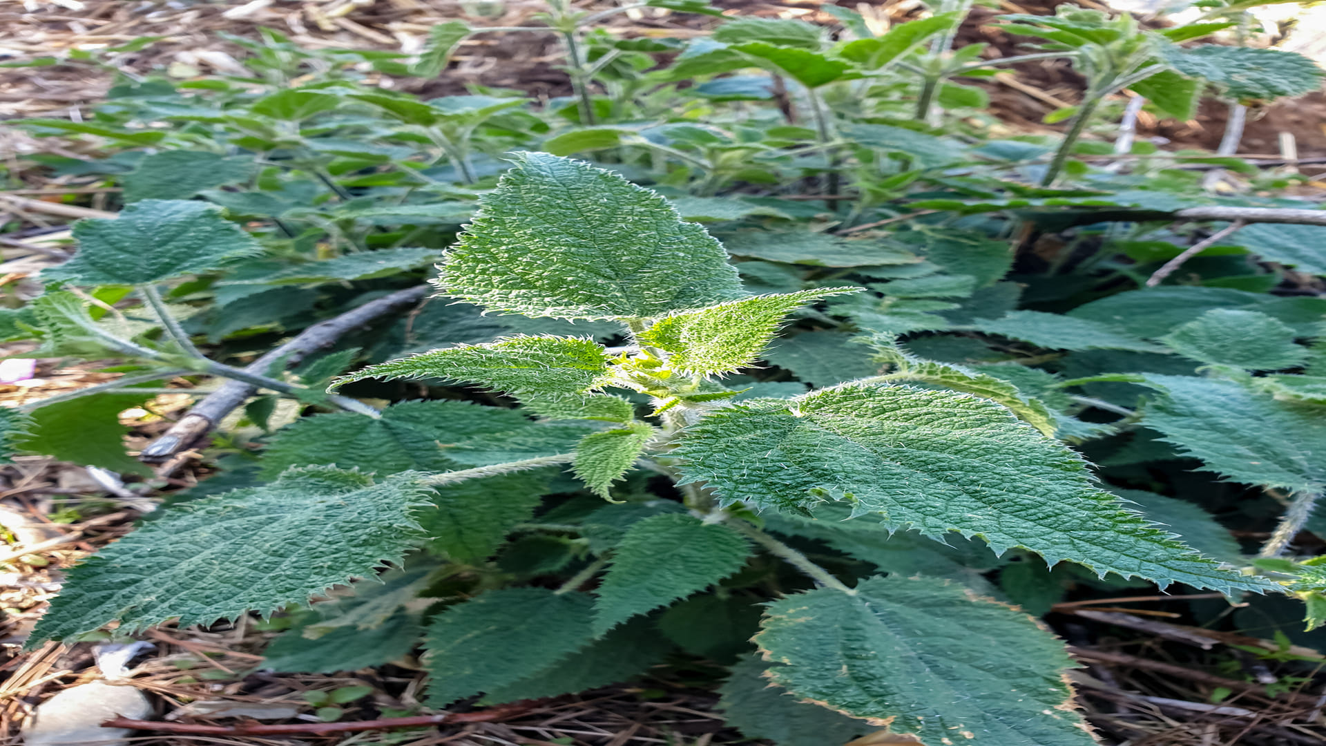 Suicide Plant Gympie Gympie Most Dangerous Plant In World Know Its