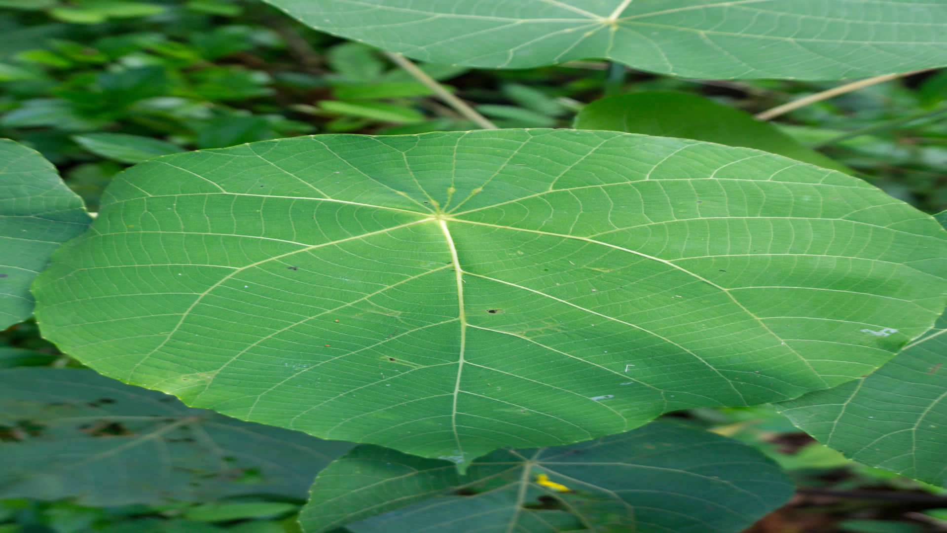 Suicide Plant: Gympie Gympie Most Dangerous Plant In World Know Its Effect on Human Body Facts in Hindi