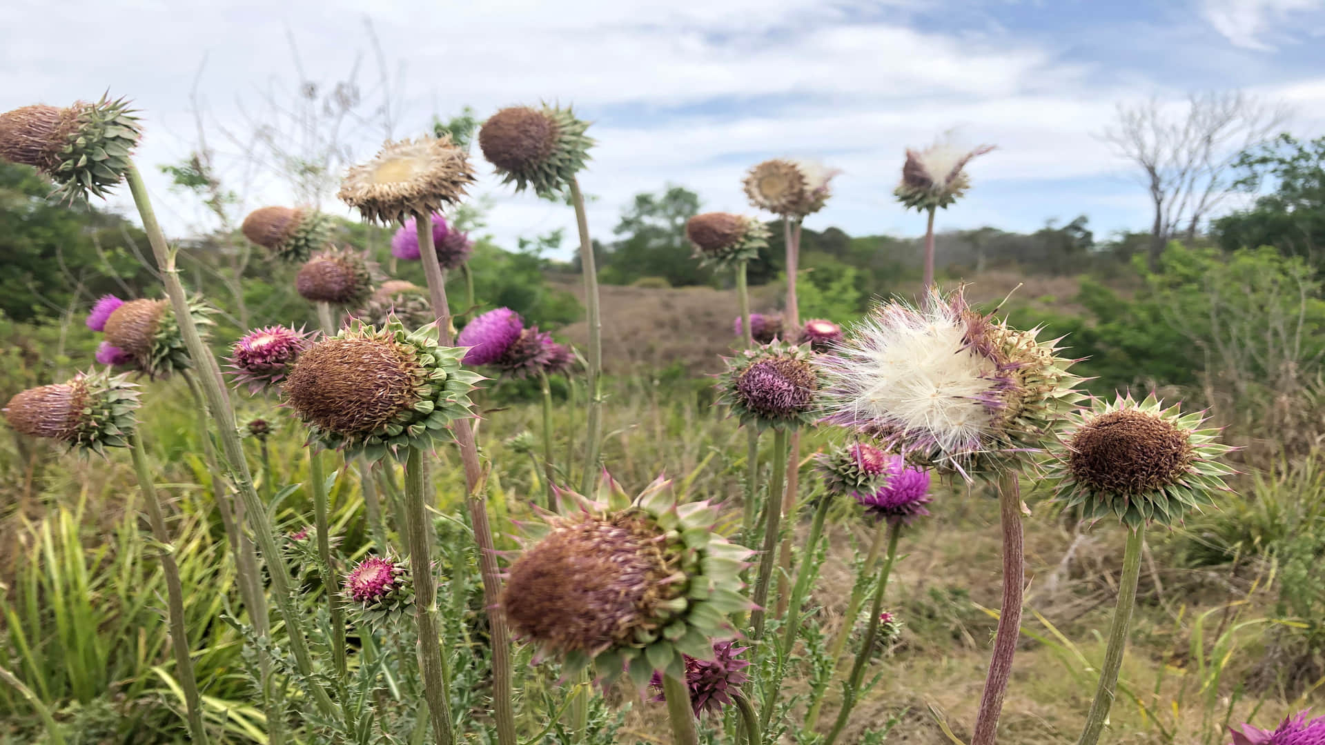 Suicide Plant: Gympie Gympie Most Dangerous Plant In World Know Its Effect on Human Body Facts in Hindi
