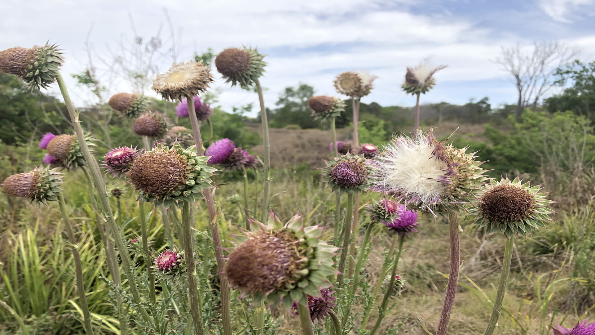 Suicide Plant: Gympie Gympie Most Dangerous Plant In World Know Its Effect on Human Body Facts in Hindi