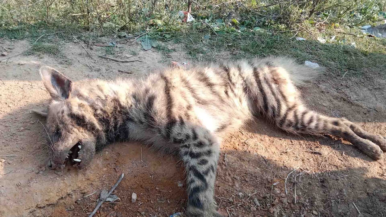 Banda: Farmer fighting with wild animal for thirty minutes, villagers saved his life