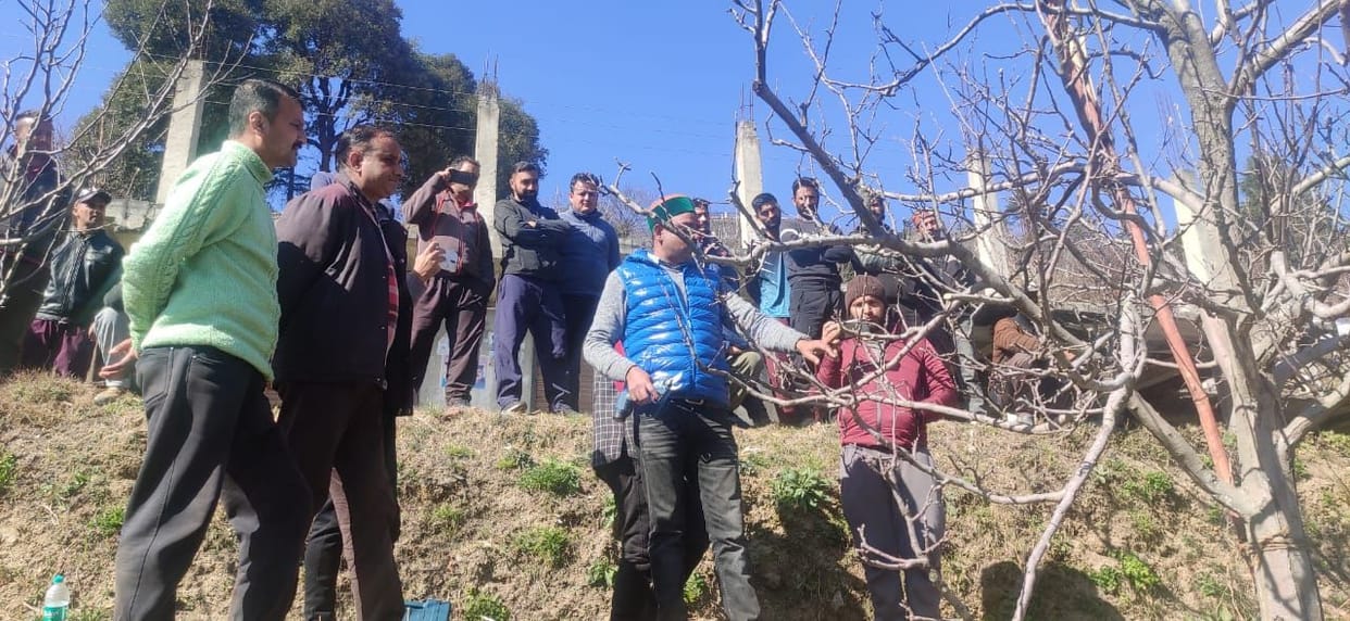 pruning camp held in khunni
