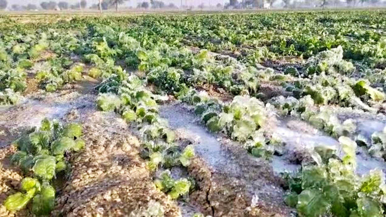 Farmers upset due to cold wave flowing in Churu