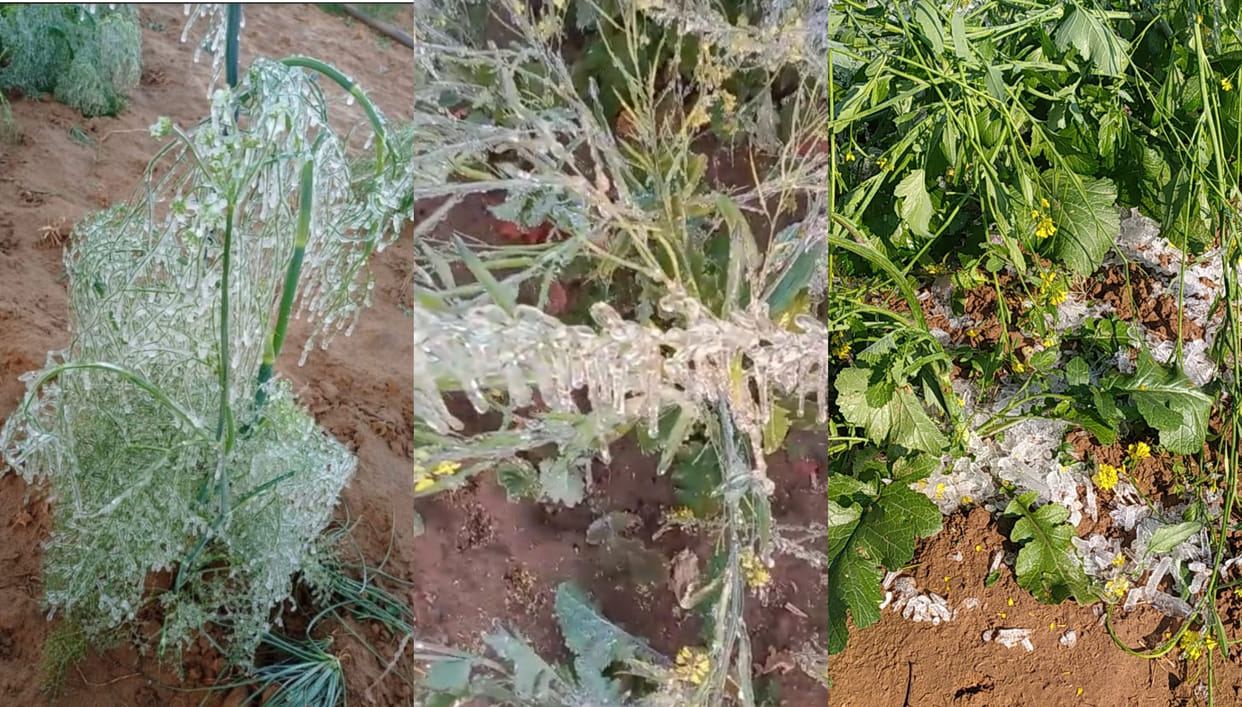 Haryana: Mustard crop affected by frost in 13 districts, 10 lakh out of 16 lakh acres affected