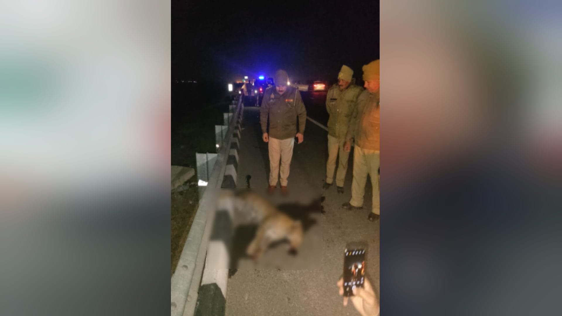 Meerut News : Leopard died in road accident on Delhi-Meerut Expressway