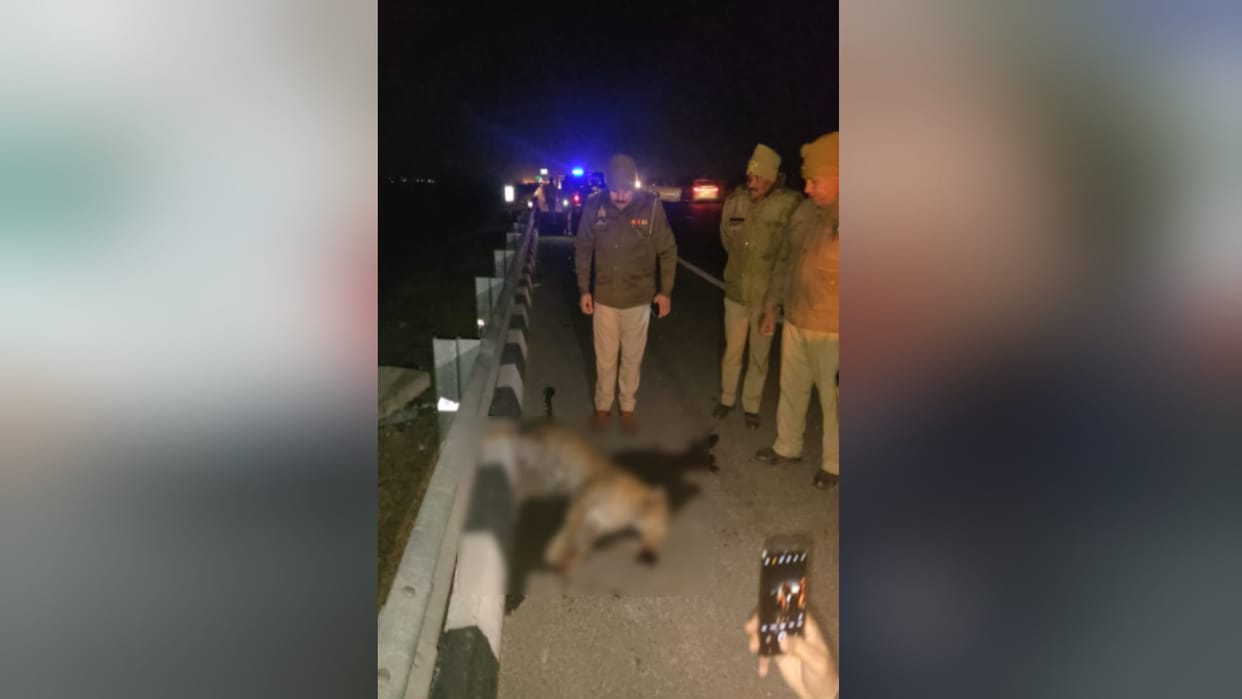 Meerut News : Leopard died in road accident on Delhi-Meerut Expressway