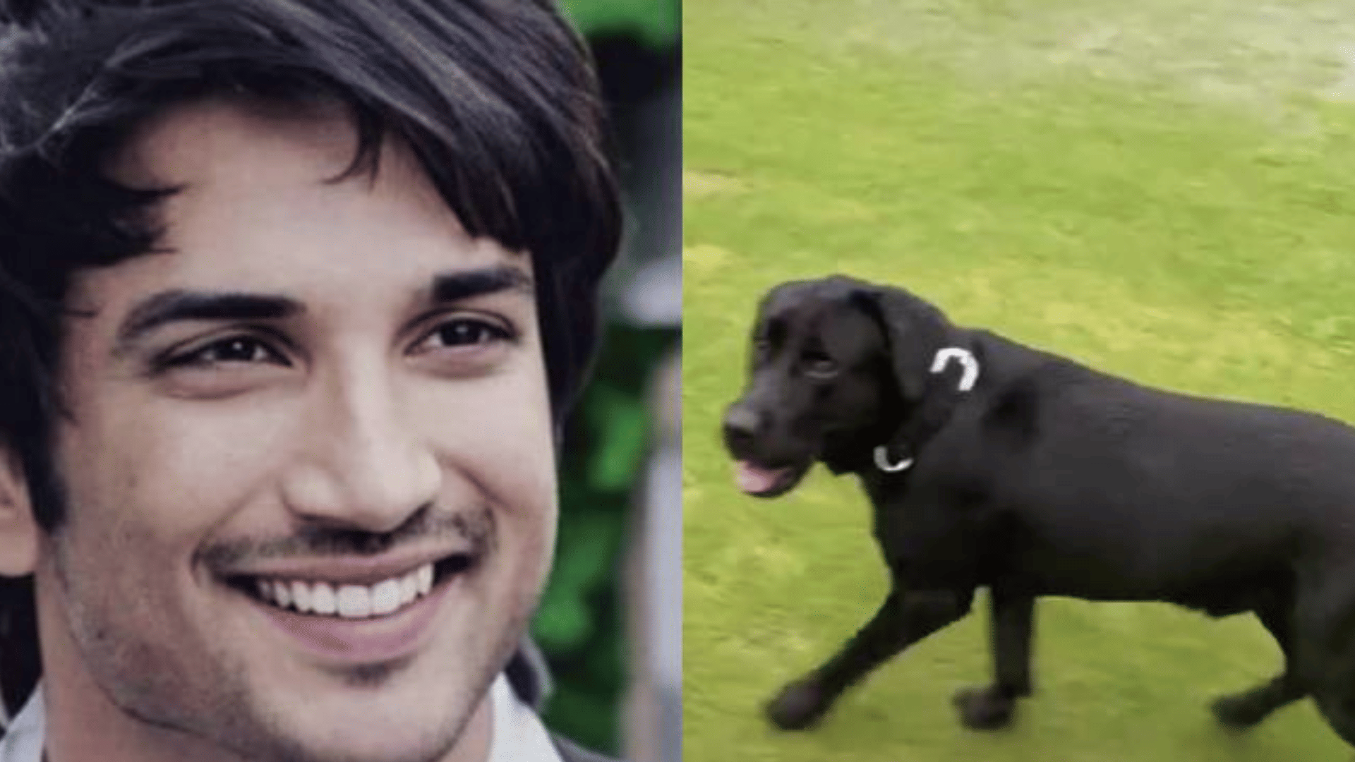 Sushant Singh Rajput pet dog fudge dies Priyanka singh shares a moving post on social media