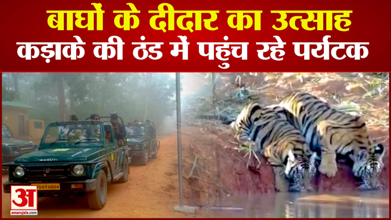 बाघों के दीदार की दीवानगी