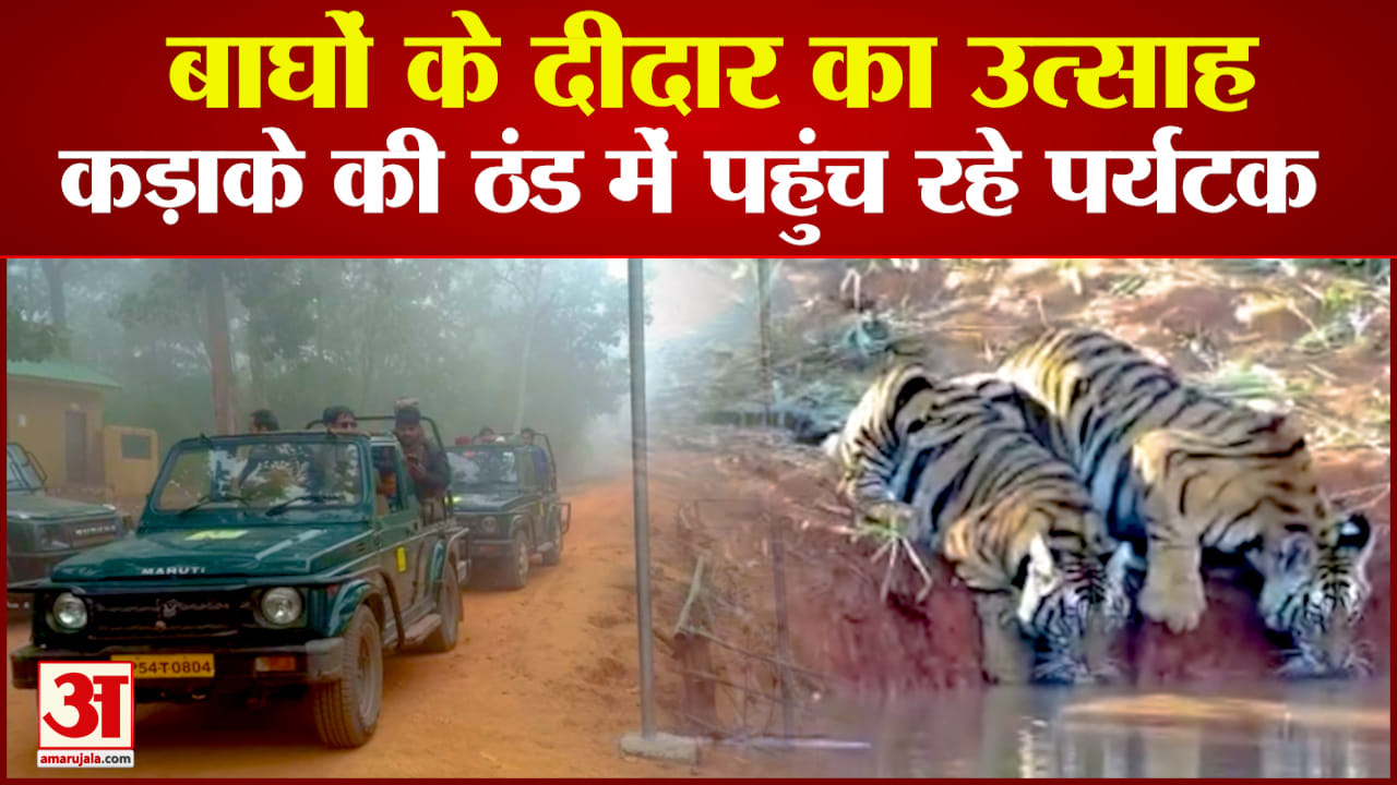 बाघों के दीदार की दीवानगी