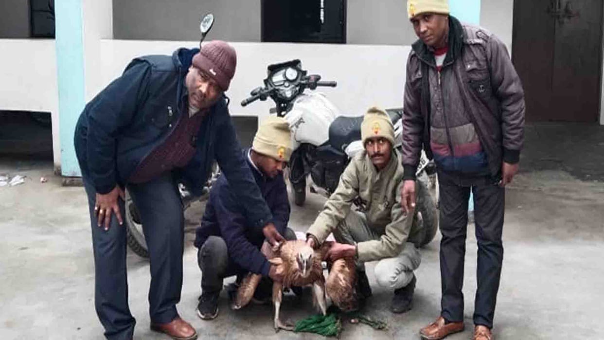 Farrukhabad: Forest department team found vulture hanging on tree