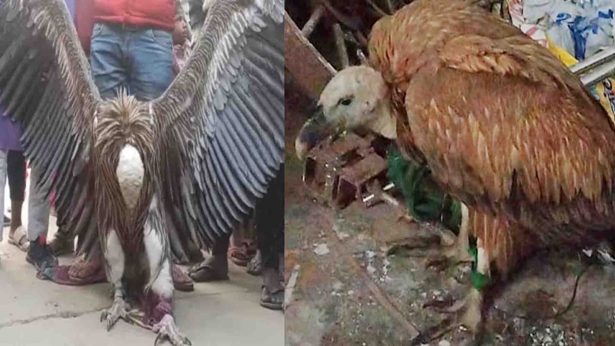 Kanpur: Zoo administration will increase the lineage of Himalayan vulture