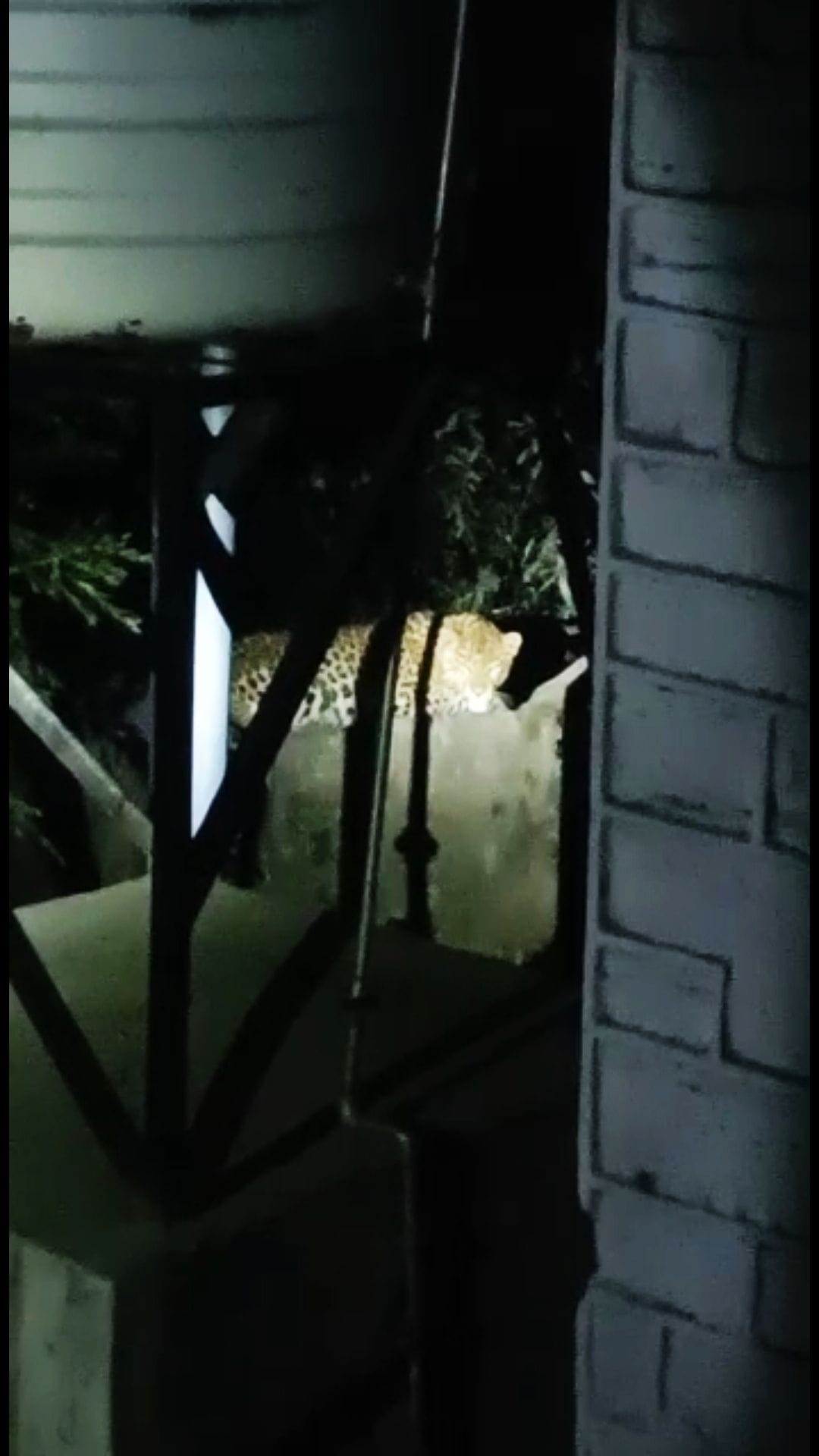 leopard seen in pwd colony rampur