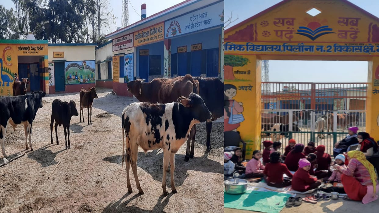 Meerut News: Government school occupied by stray cattle, kids forced to and study outside