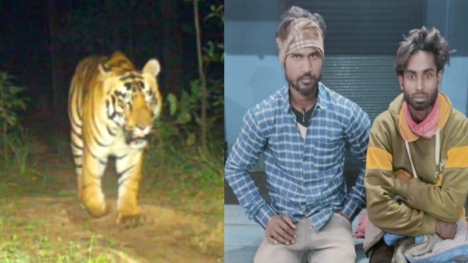 tiger attacked three men on puranpur khatima road in pilibhit