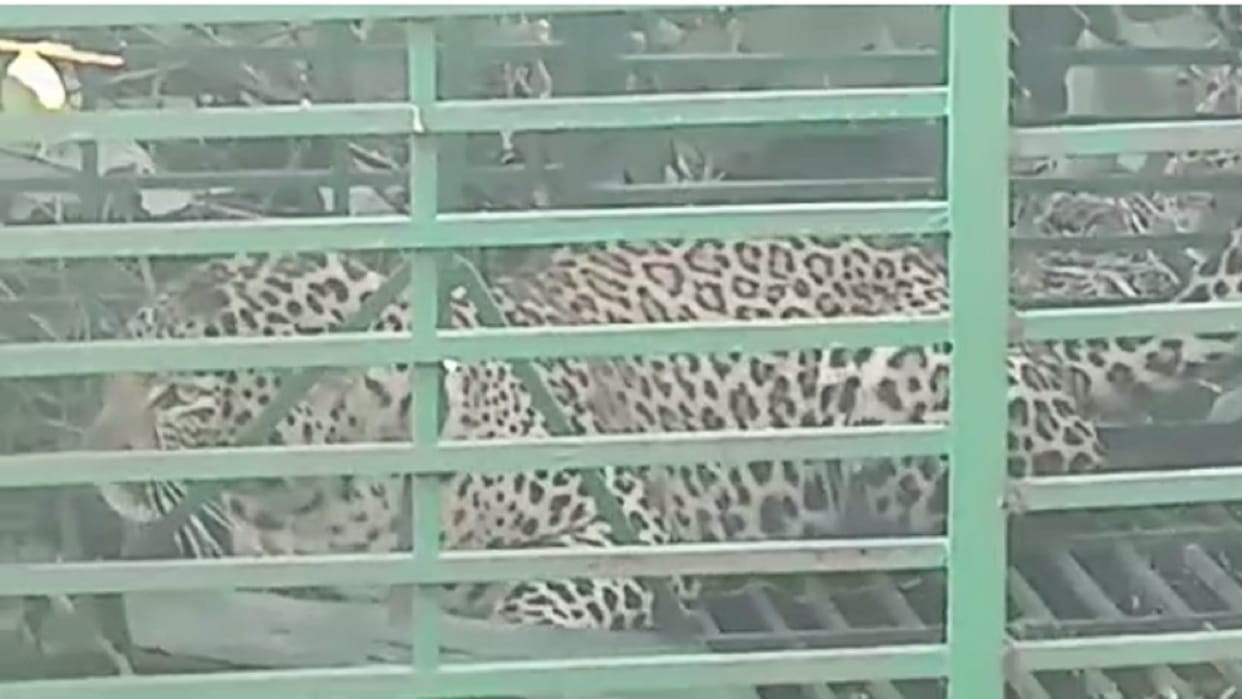Wildlife In Chhattisgarh; Female Leopard Trapped In Mcb District