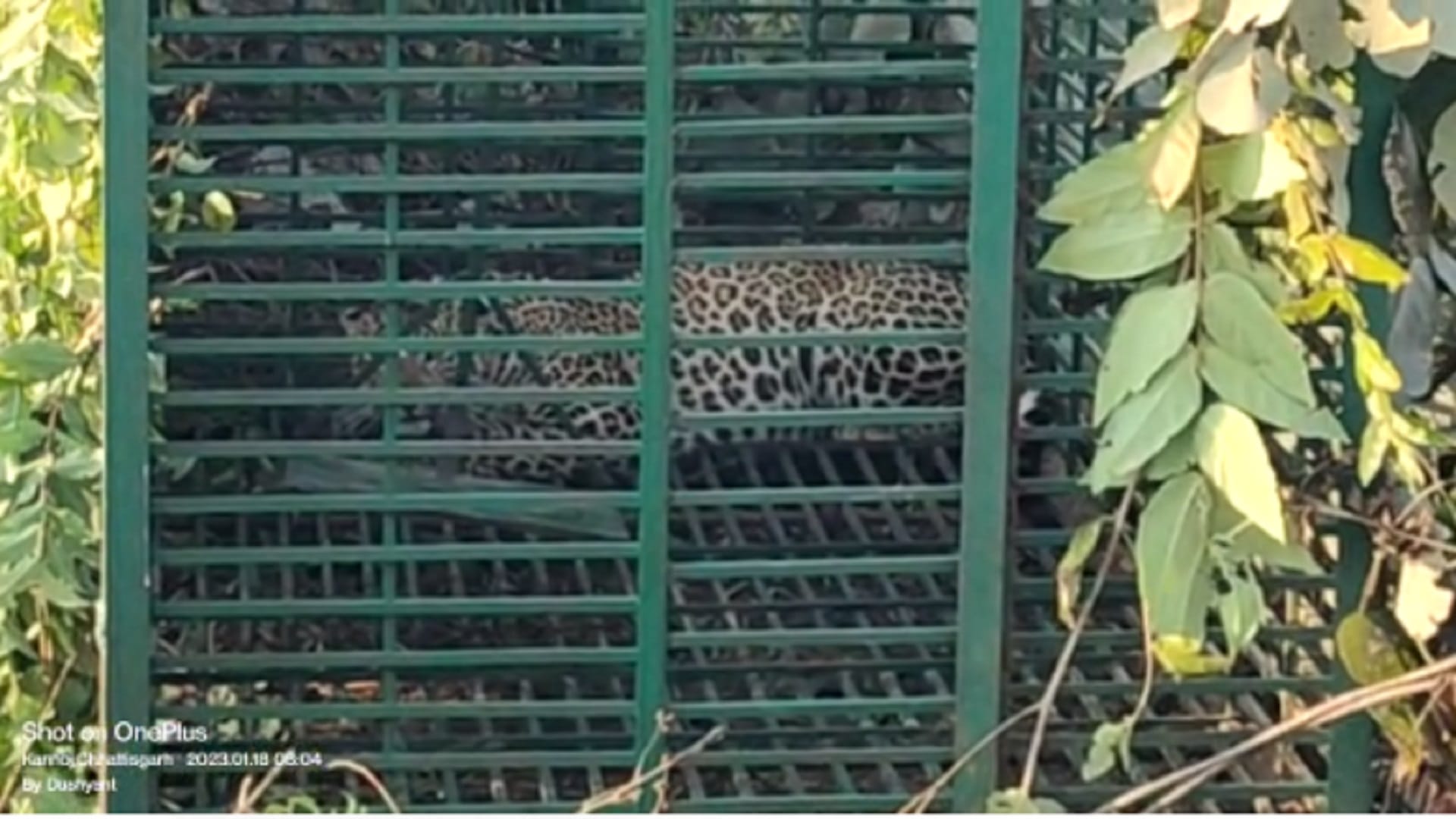 Wildlife In Chhattisgarh; Female Leopard Trapped In Mcb District