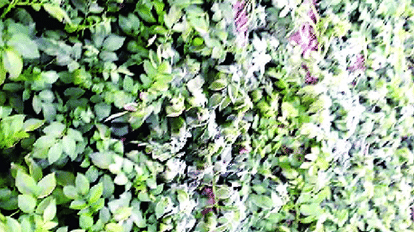 Hathras News: आलू की फसल में गिरा पाला, ठंड में छूटा किसानों का पसीना आलू की फसल पर पाला