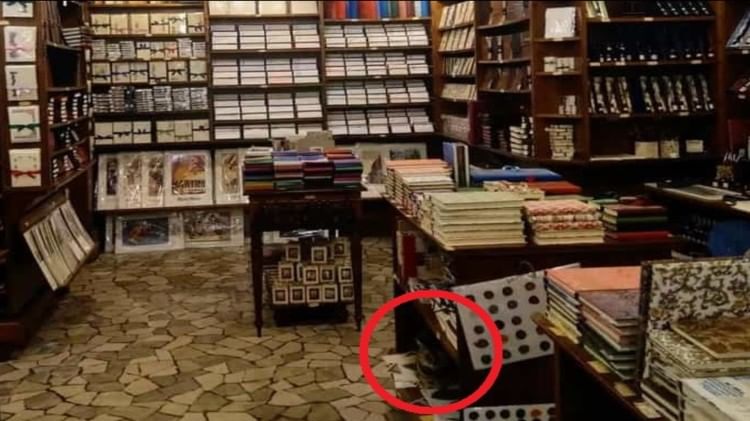 इस बुकस्टोर में छिपी है चालाक बिल्ली