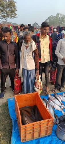 banned thai mangur fish selling openly