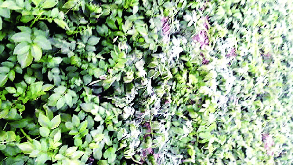Frost fell in the potato crop farmers sweat in the cold