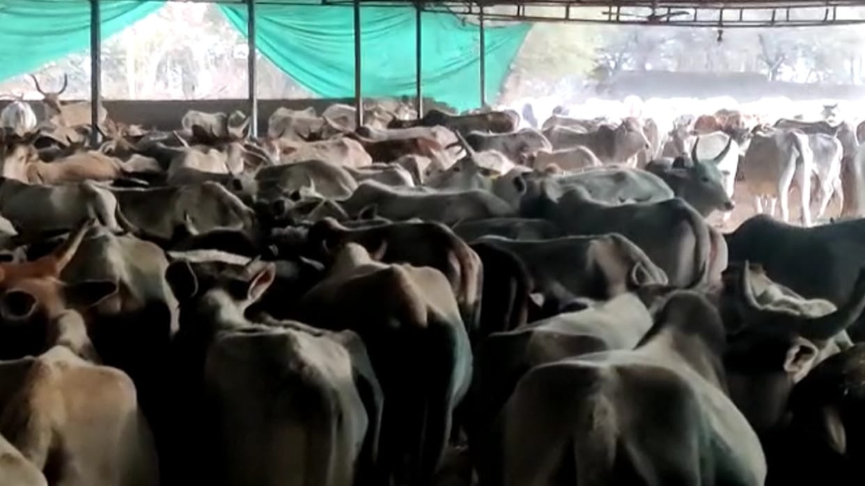 Deadly winter: 20 cows died in two days due to cold in Rajgarh, mercury falling rapidly life affected