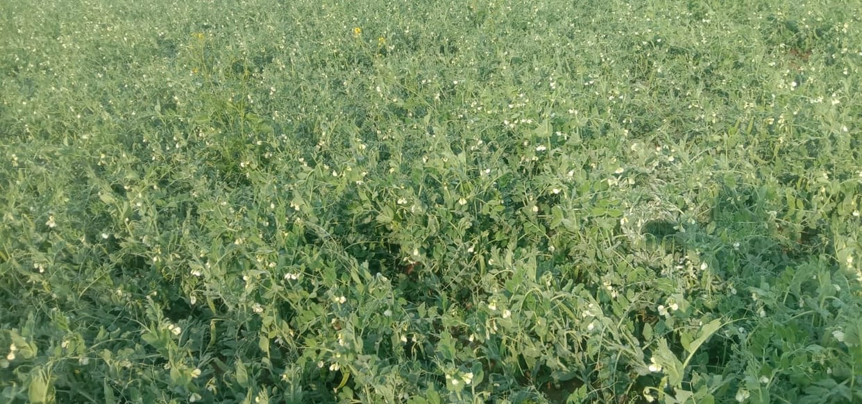 Crop getting ruined due to frost, farmers upset